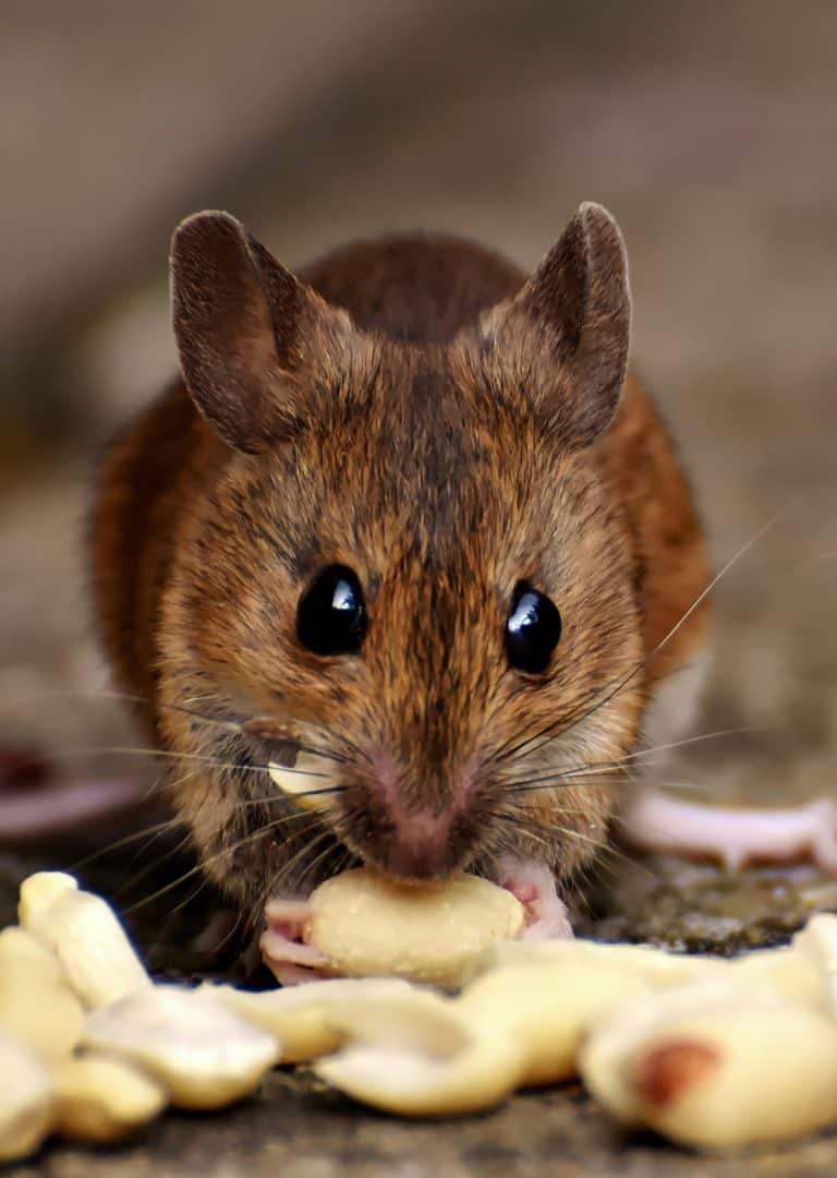 souris mangeant une cacahuète